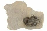 Tower Eyed Erbenochile Trilobite - Exceptional Specimen #194222-5